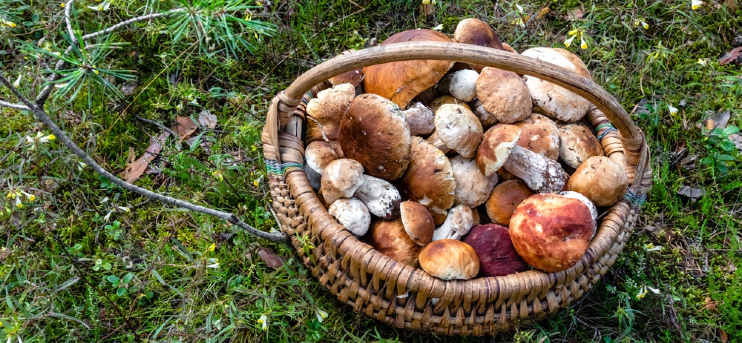 manatarka-fungi-mushroom