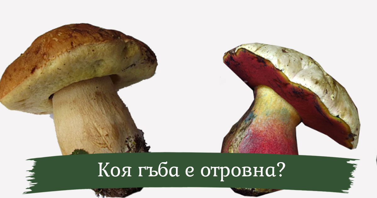 Как да разпознаем коя е отровна гъба Манатарка? Колко двойника има?