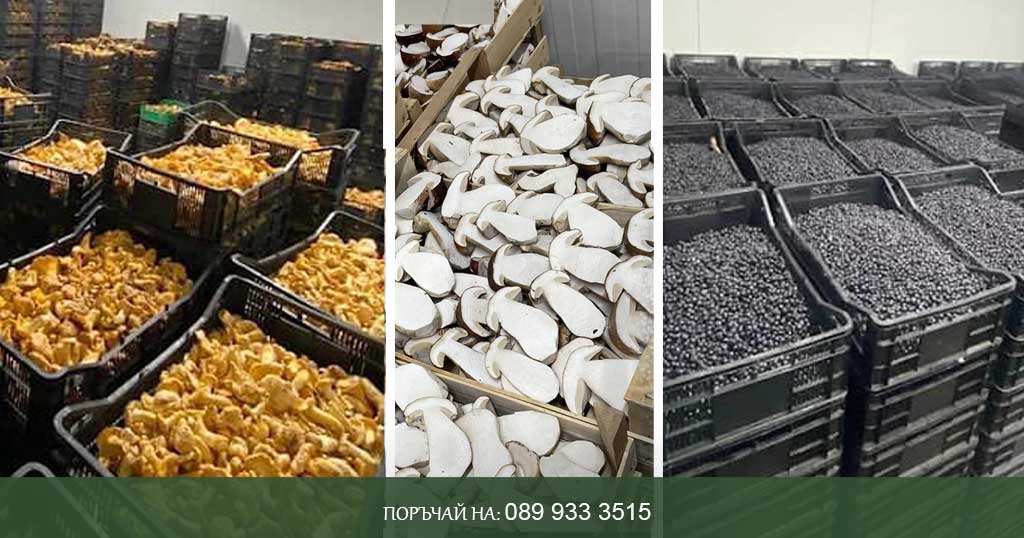 пресни гъби и горски плодове