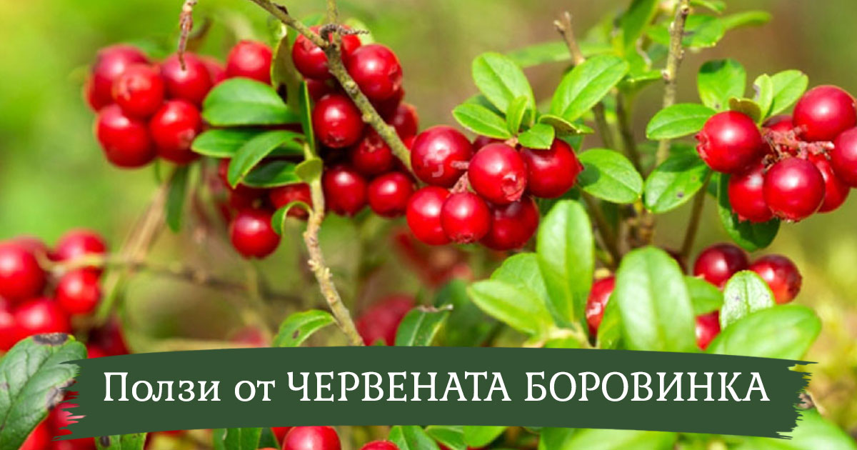 Червена боровинка: Натуралното решение за здрави пикочни пътища и силен имунитет